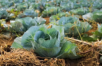 Cabbage Field